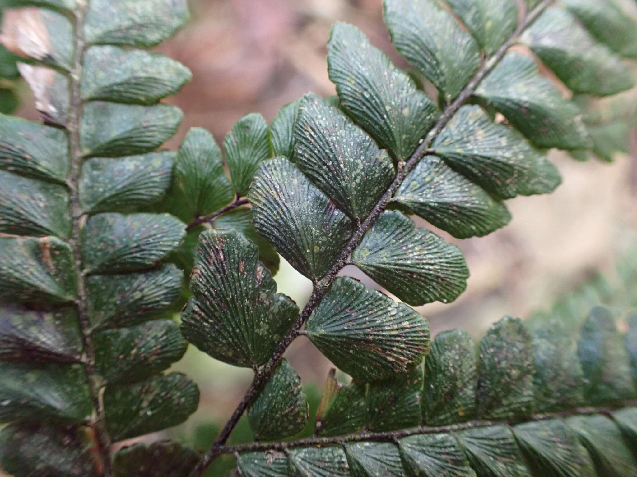 Adiantum pyramidale (L.) Willd.的圖片