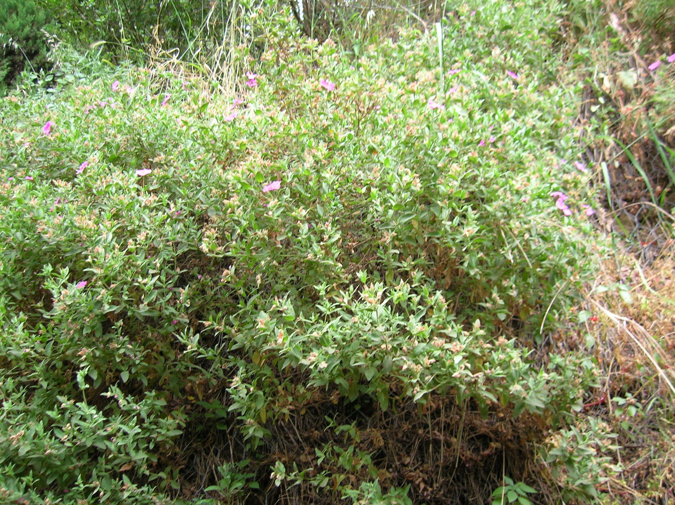 Image of Cistus creticus L.