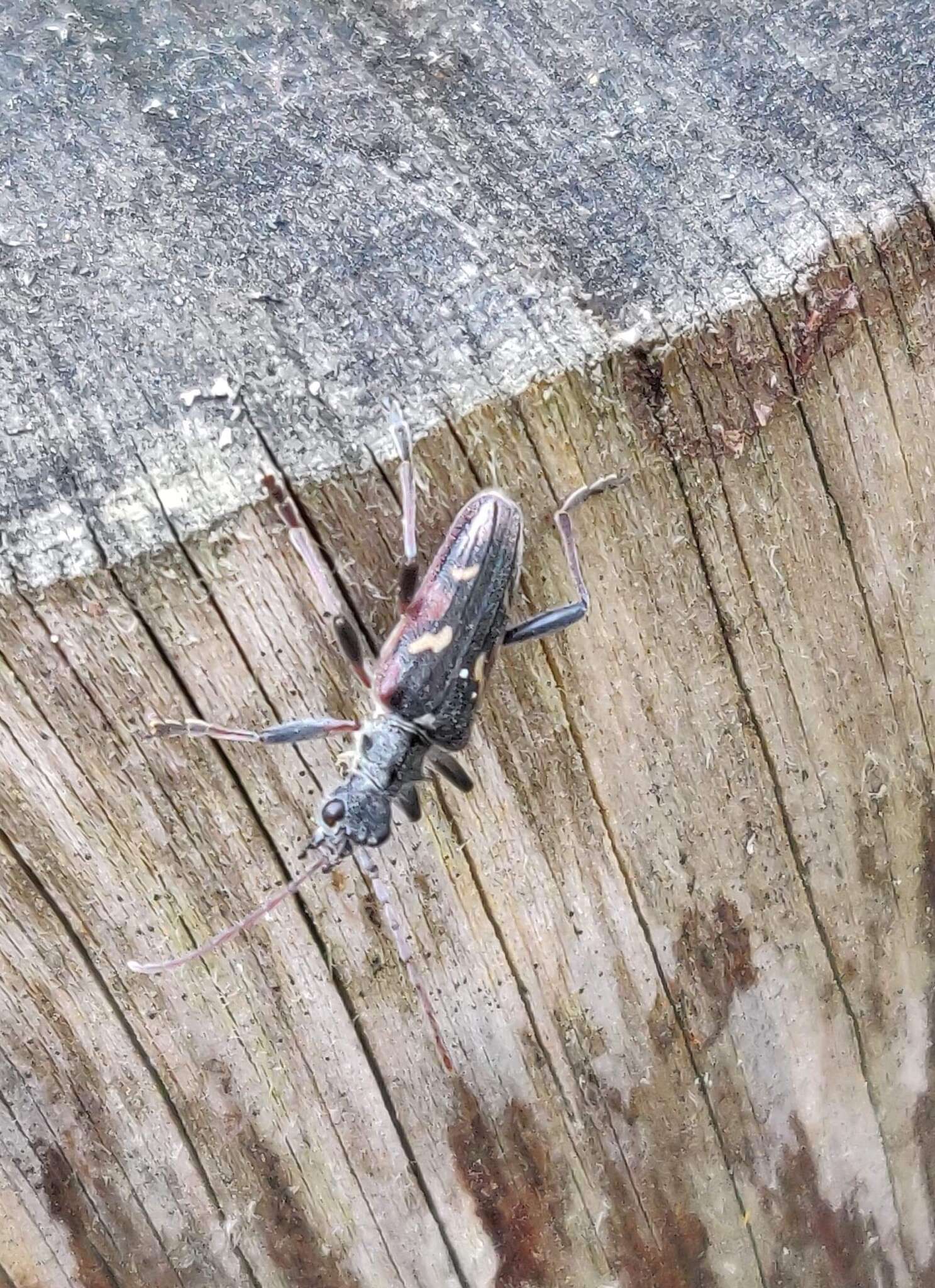 Image of Two-banded longhorn beetle