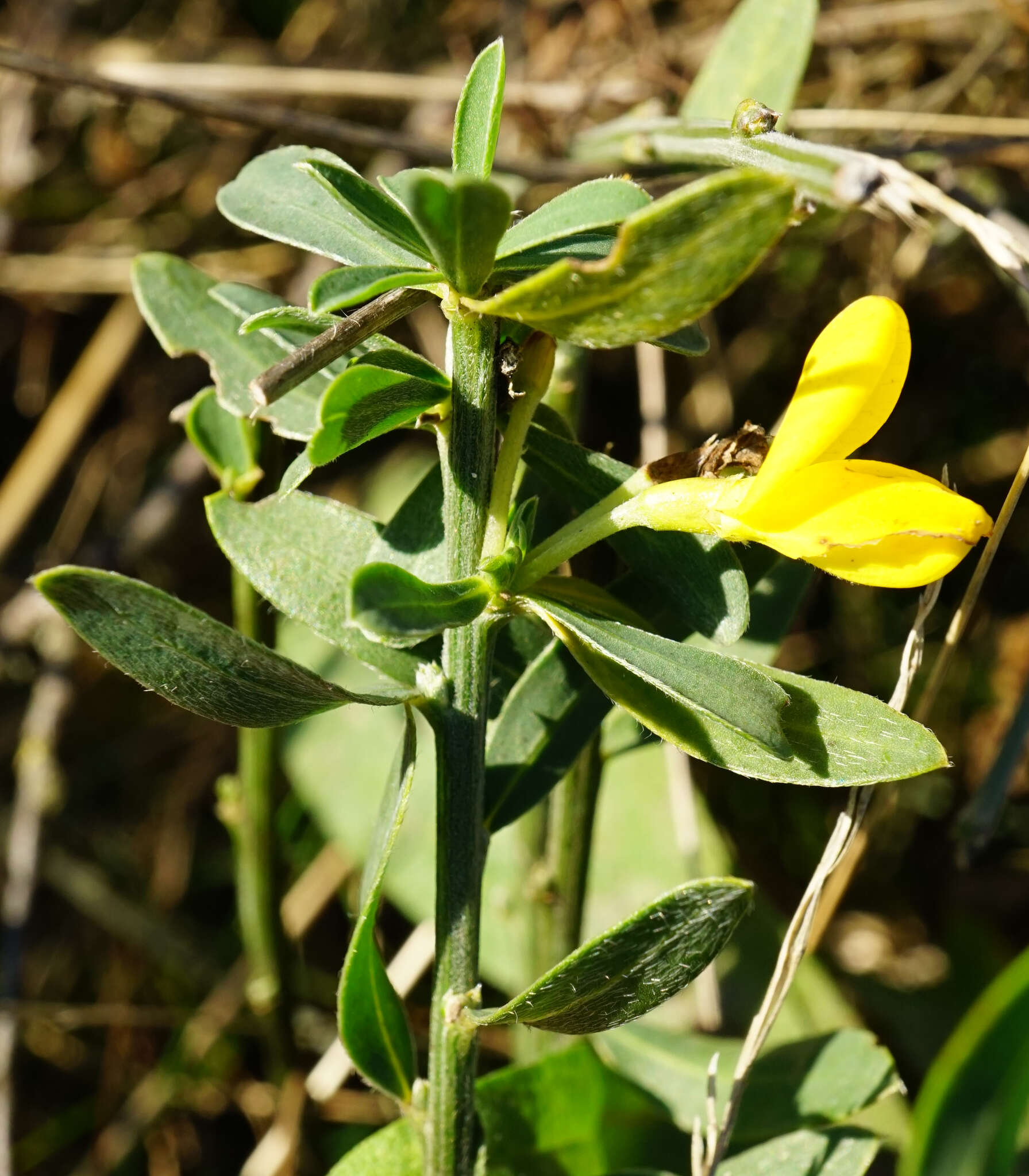 Image of Cytisus procumbens (Willd.) Spreng.