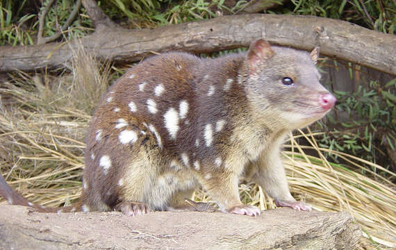 Imagem de Dasyurus É. Geoffroy Saint-Hilaire 1796