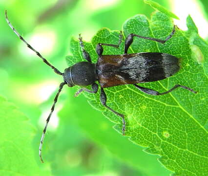 Image of grey-coated longhorn beetle