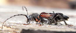 Image of grey-coated longhorn beetle