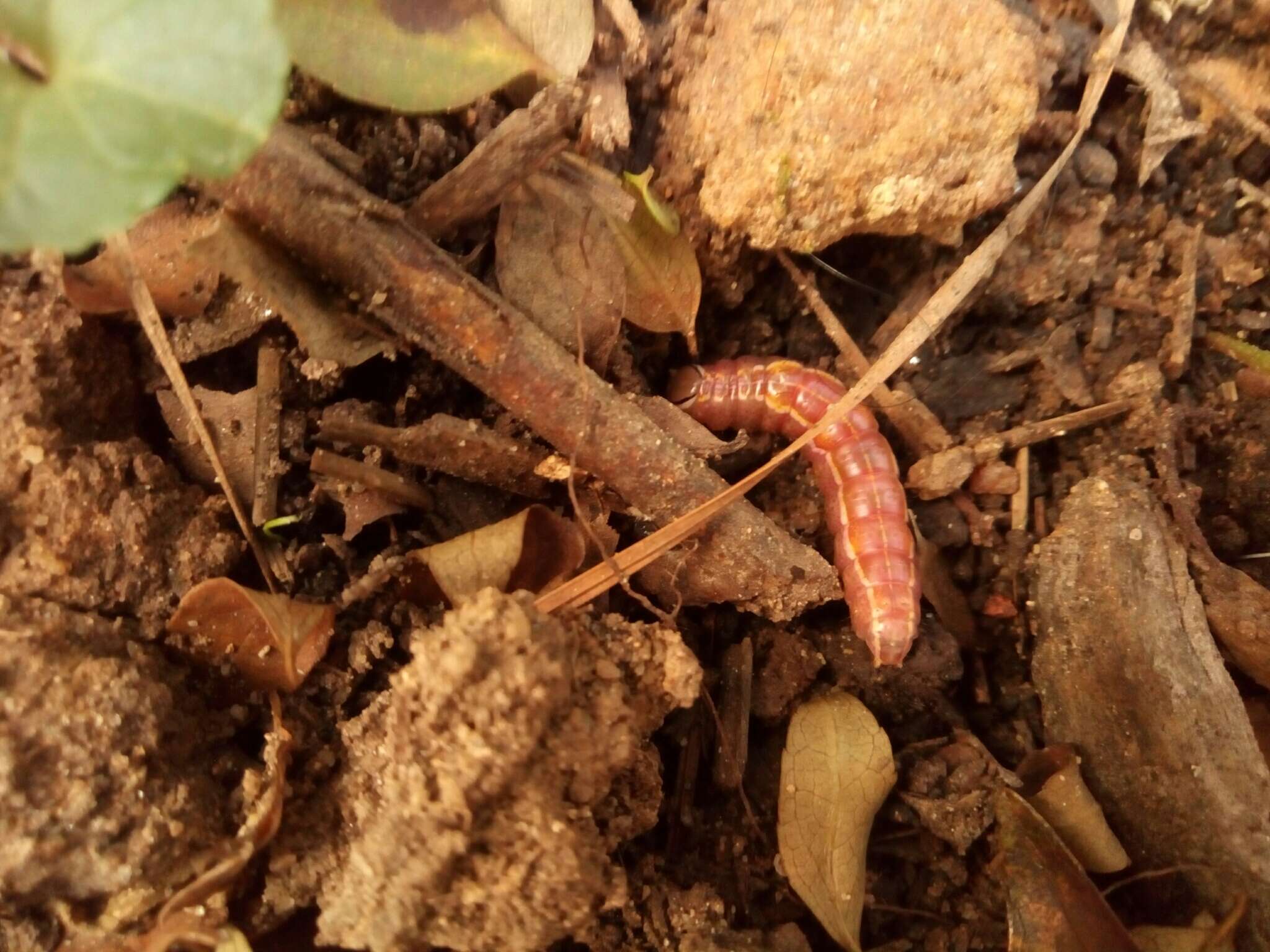 Image of Variable Oakleaf Caterpillar Moth