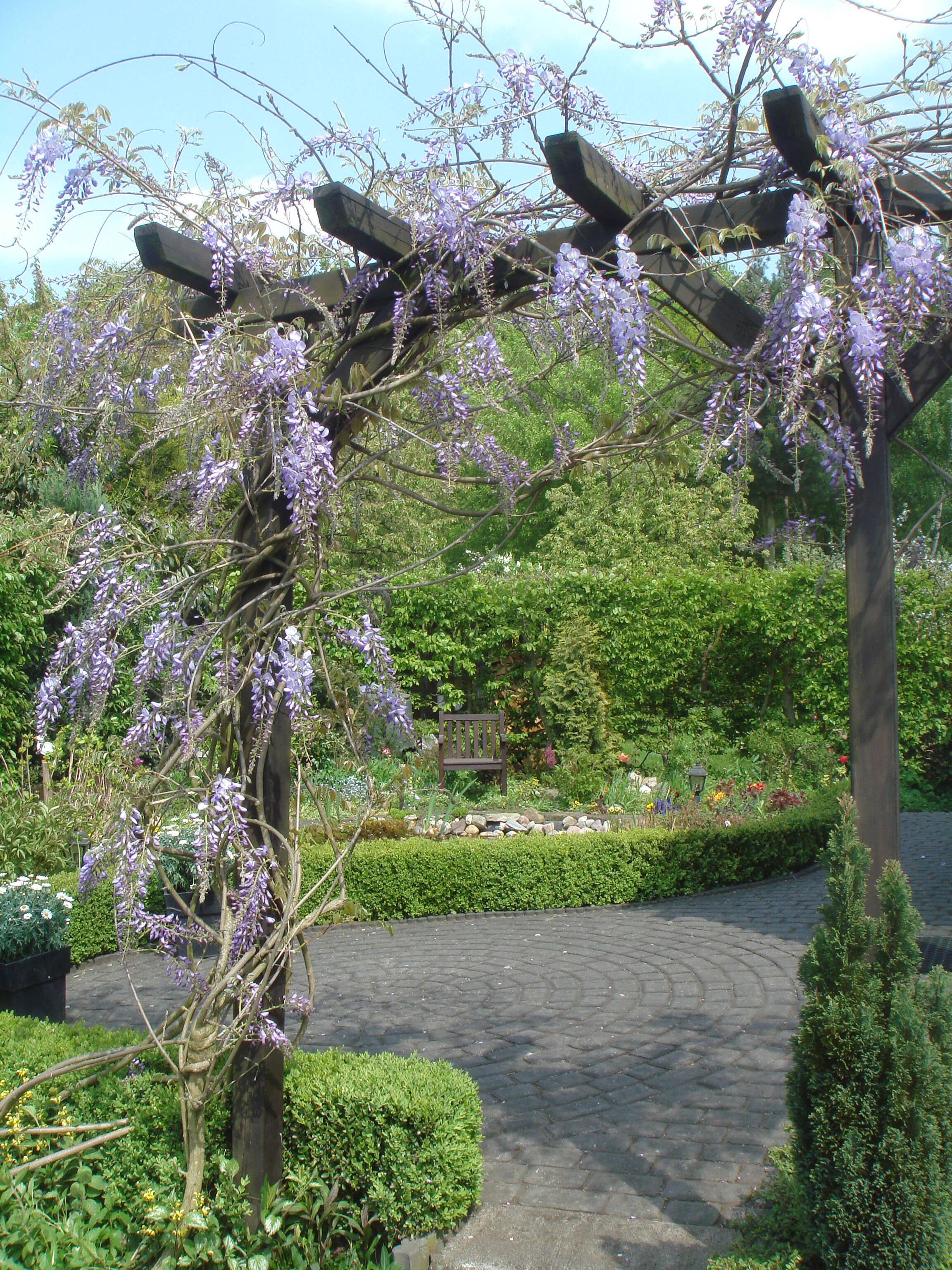 Image de Wisteria sinensis (Sims) Sweet