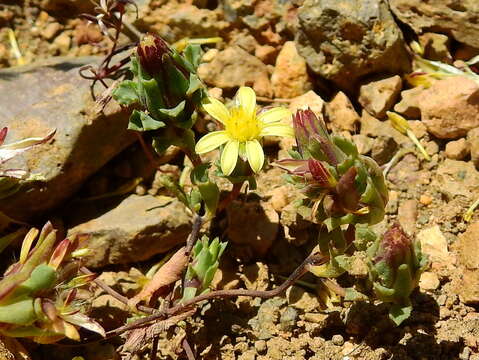 Image of Chaetanthera euphrasioides (DC.) Fr. Meigen