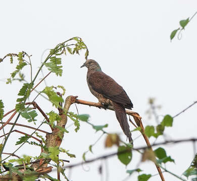 Image of Barred Cuckoo Dove