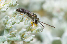 Image of Lasioglossum loetum (Brullé 1840)