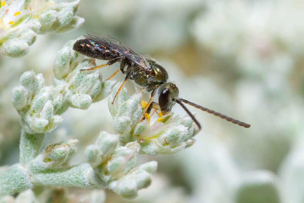 Image of Lasioglossum loetum (Brullé 1840)