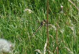 Image of Delta-spotted Spiketail