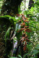 Image of Airplants