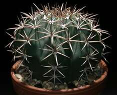 Image of Cactus