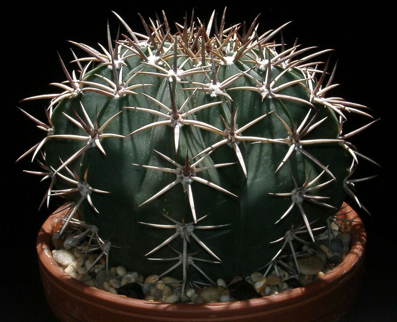 Image of Cactus