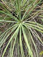 صورة Agave striata subsp. falcata (Engelm.) Gentry