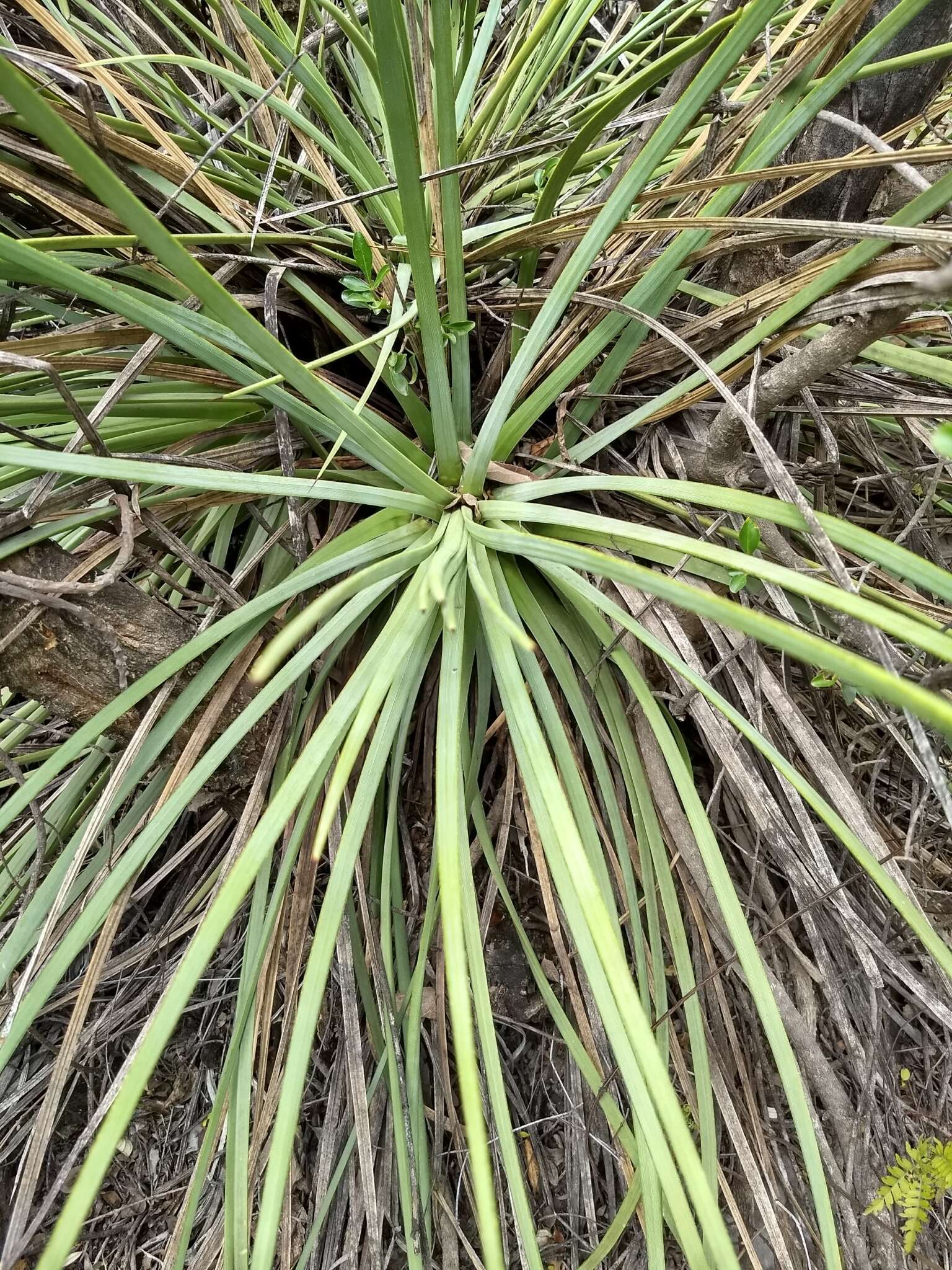 صورة Agave striata subsp. falcata (Engelm.) Gentry