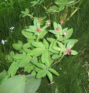 Image of Delicate Horsetail