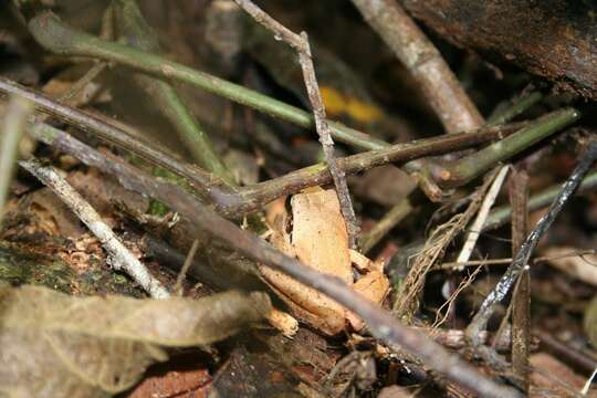 Image de Aglyptodactylus Boulenger 1918