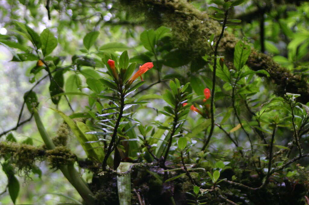 Columnea glabra Oerst.的圖片