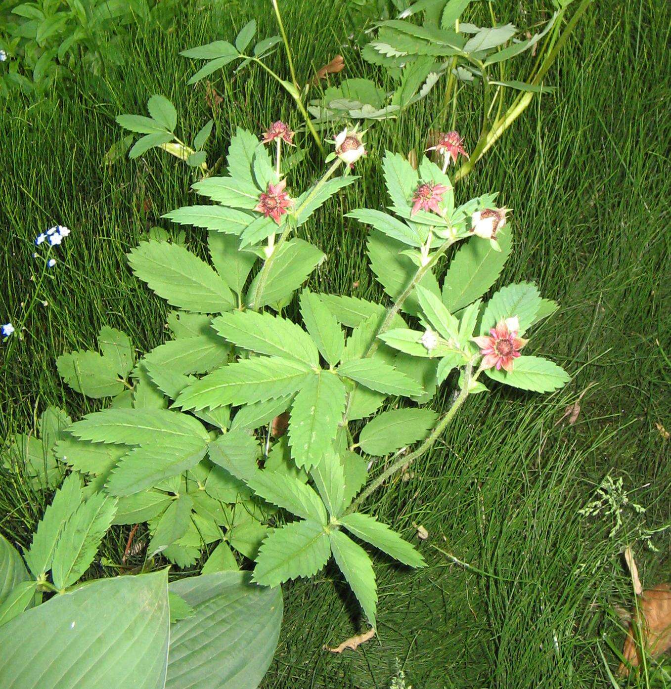 Image of Delicate Horsetail