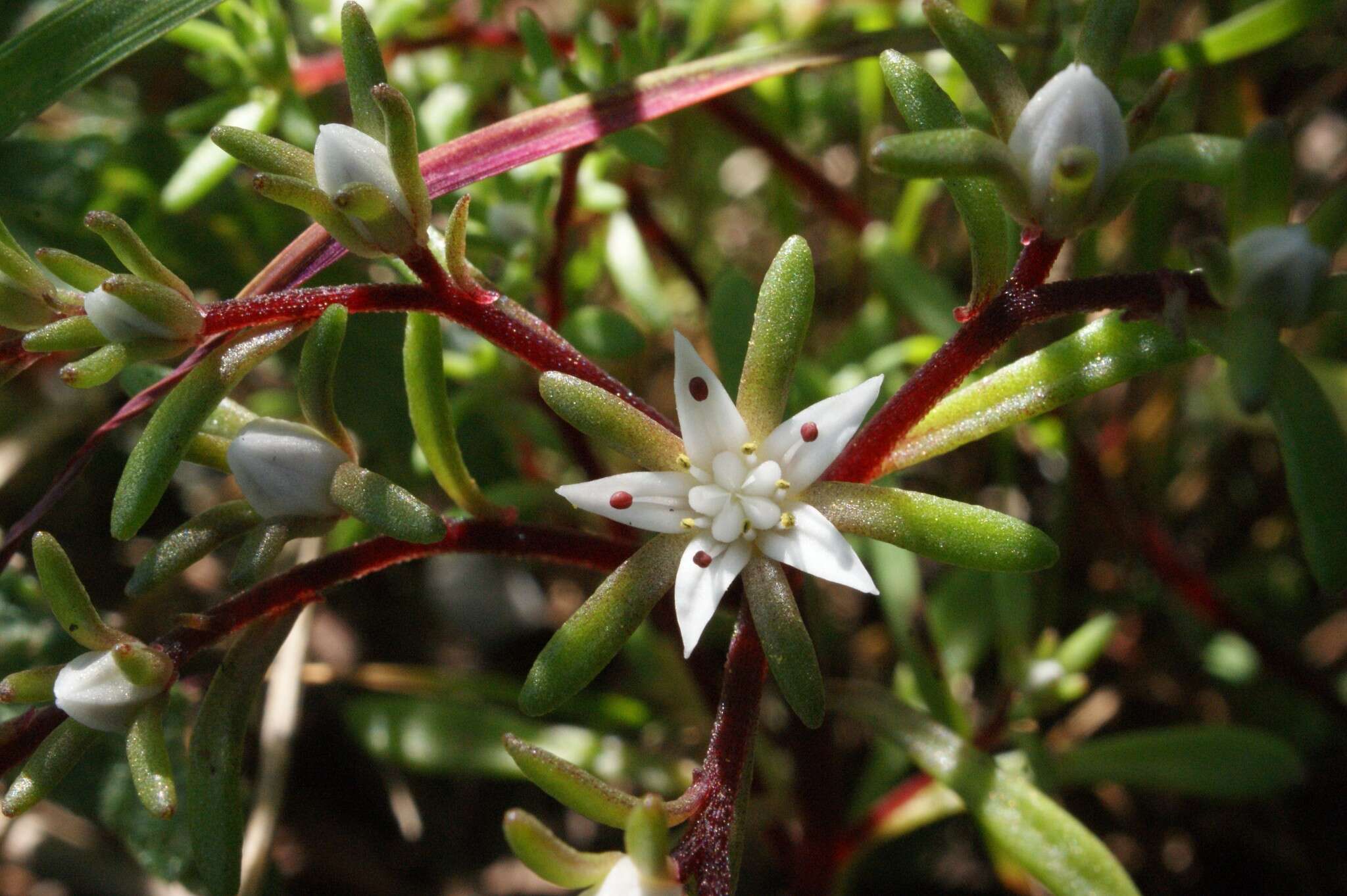 Image of Sedum jaliscanum S. Wats.