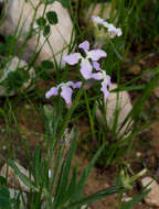 Image of Matthiola longipetala subsp. livida (Delile) Maire