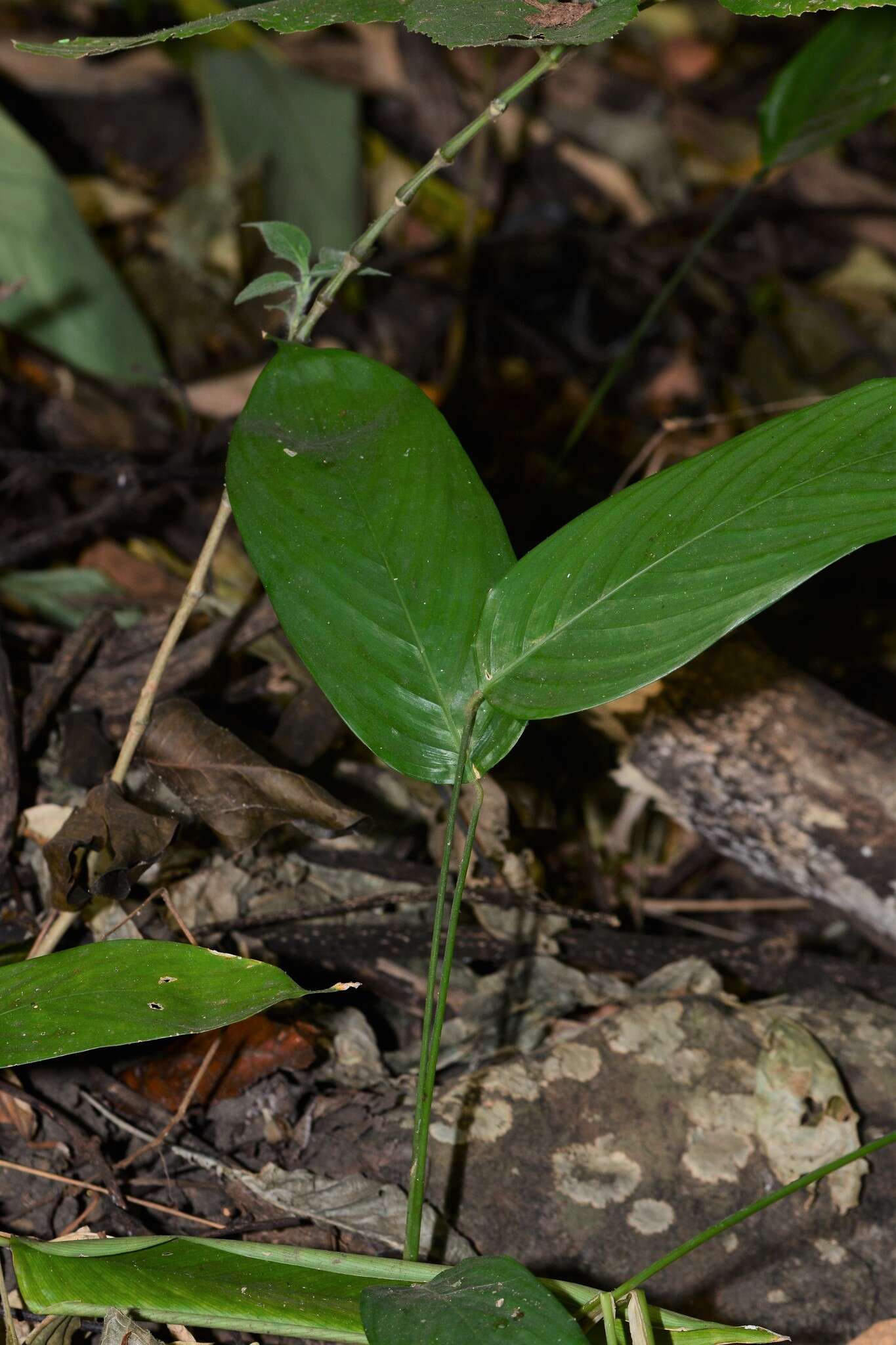 Image of Stachyphrynium spicatum (Roxb.) K. Schum.