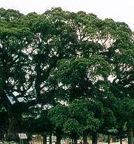 Imagem de Ficus benghalensis L.