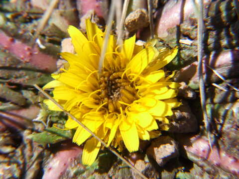 Image of Hypochaeris meyeniana (Walp.) Griseb.