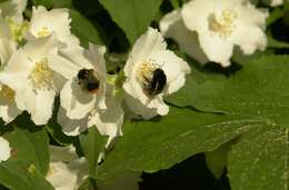 Image of sweet mock orange