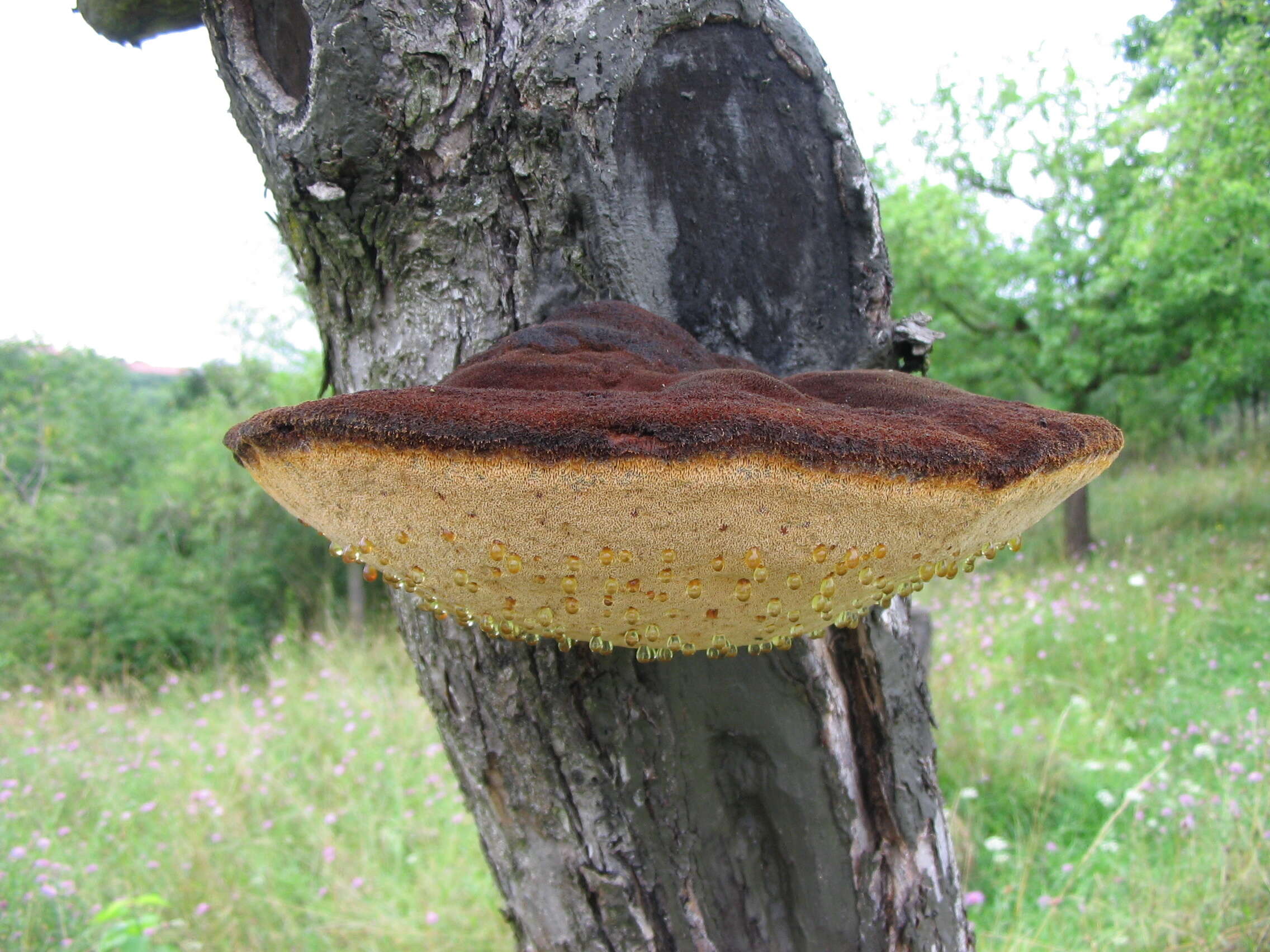 Image de Polypore hérissé