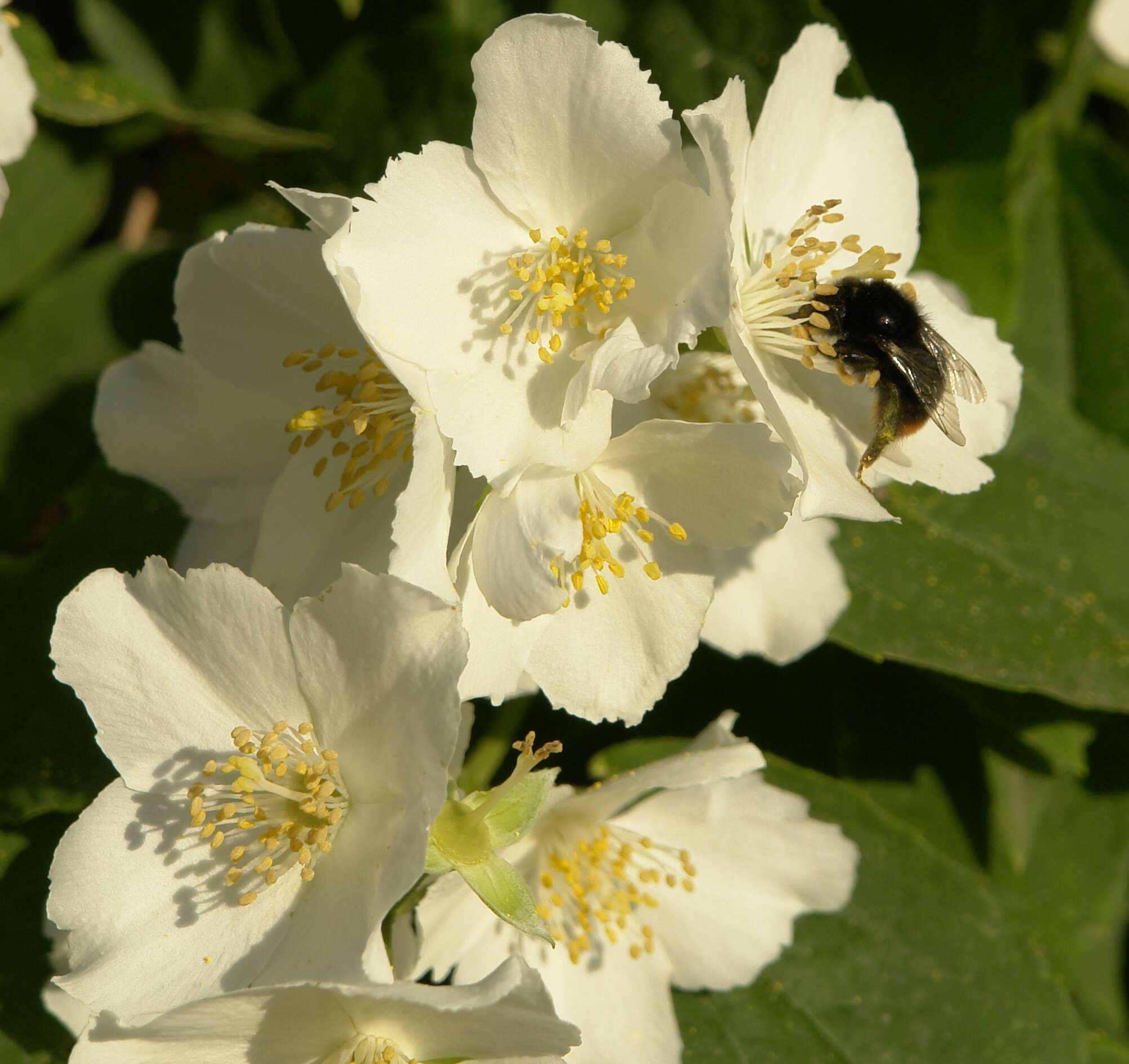 Image of sweet mock orange