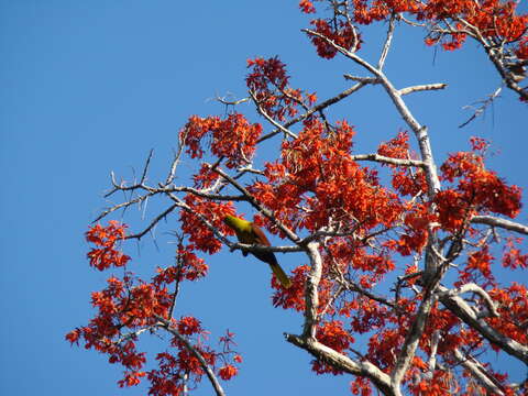 Image of Amazonian Oropendola