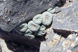 Image of Lophophora fricii Haberm.