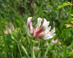 Image of hairy canary-clover