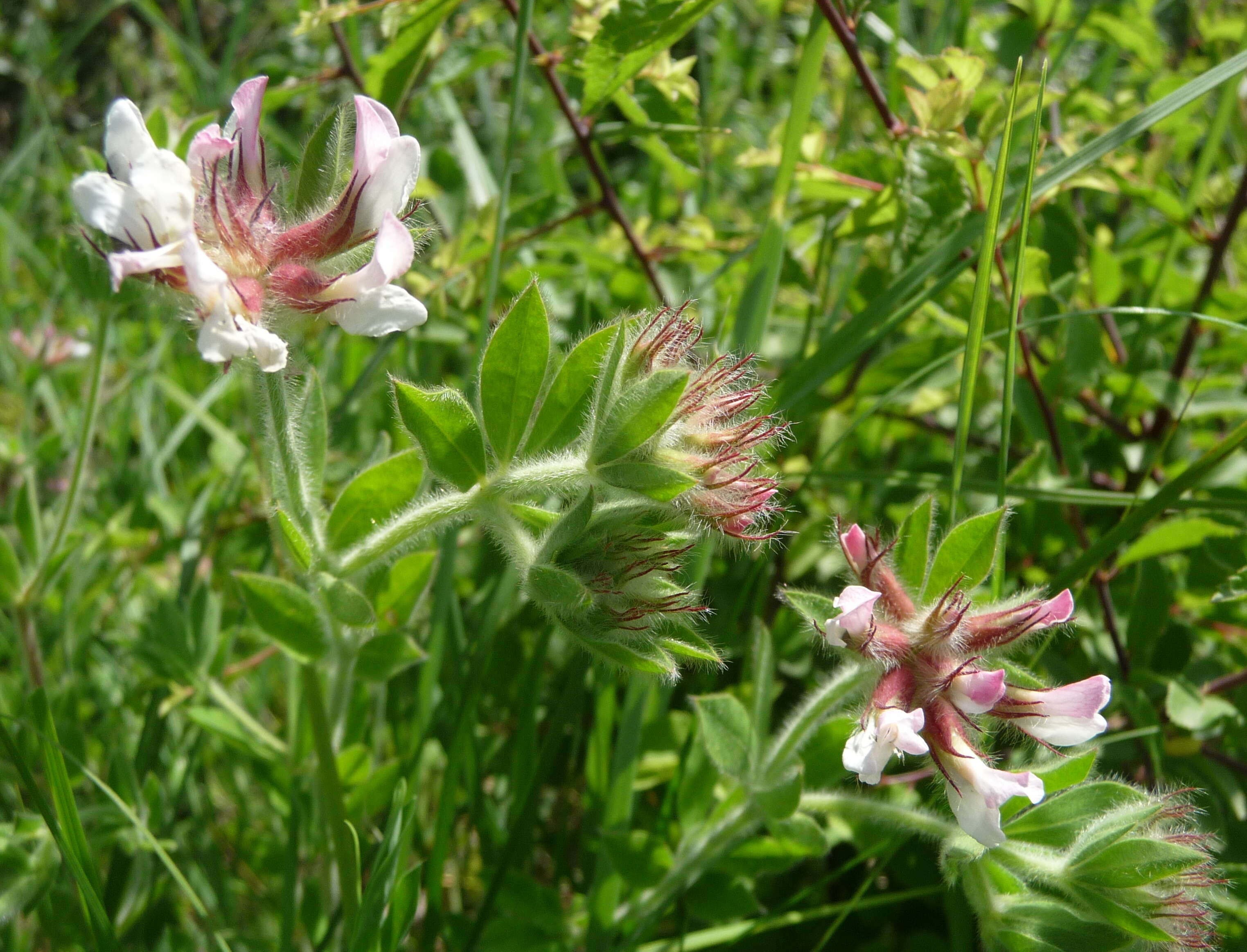 Слика од Dorycnium hirsutum (L.) Ser.