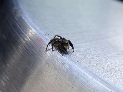 Image of Euophrys sulphurea (L. Koch 1867)