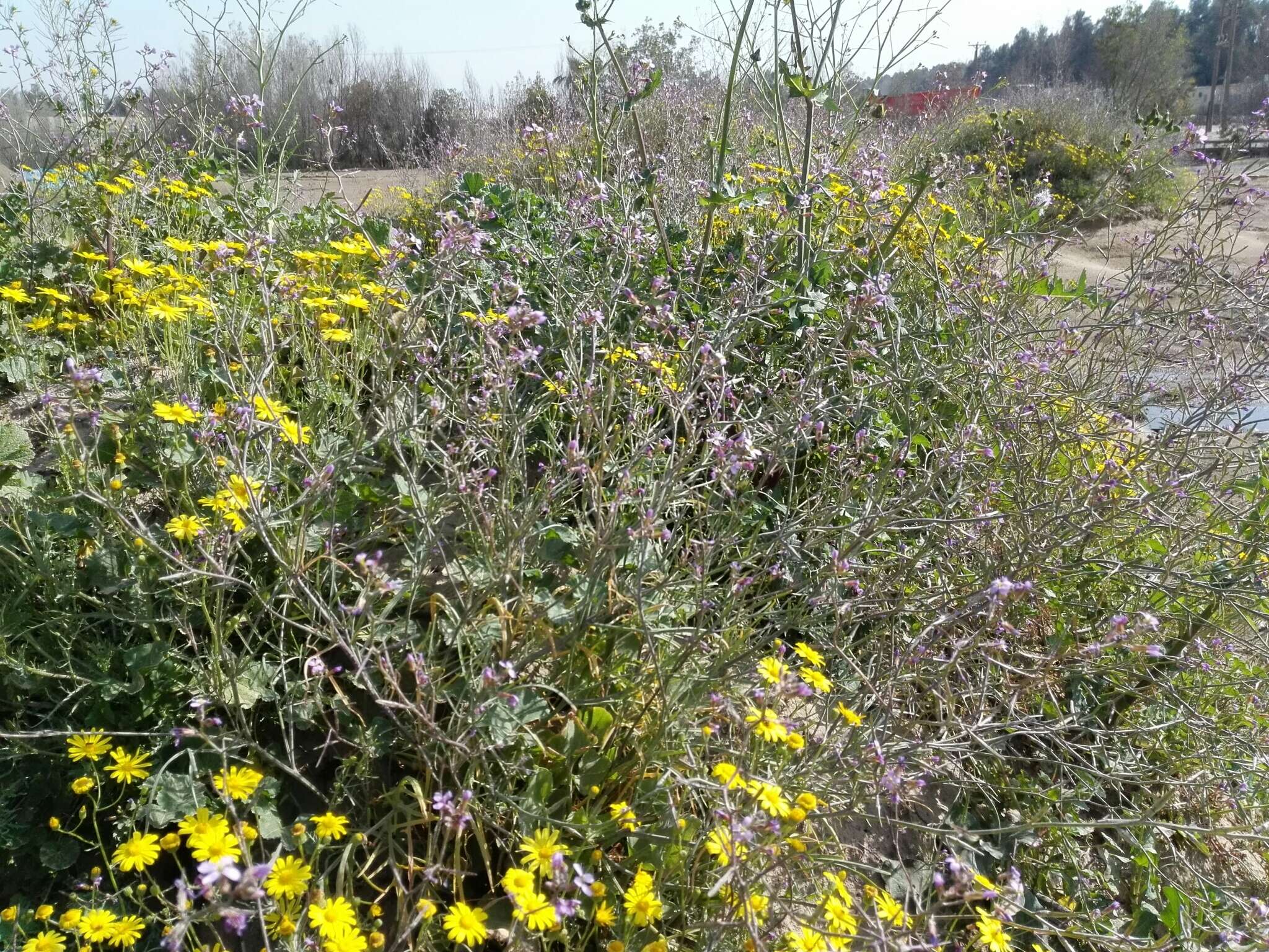 Plancia ëd Cakile arabica Velen. & Bornm.