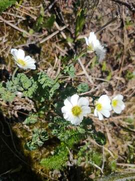 Слика од Callianthemum sajanense Witasek