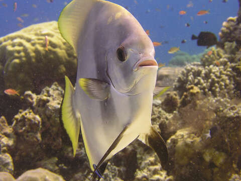 Image of Longfin batfish