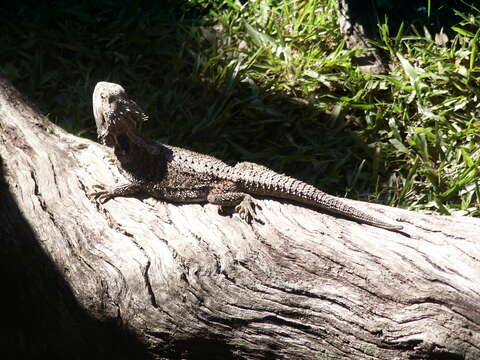 Image of Bearded Dragon