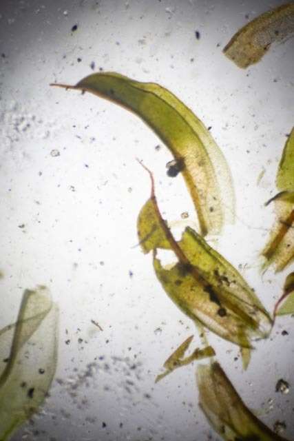 صورة Syntrichia norvegica Weber 1804