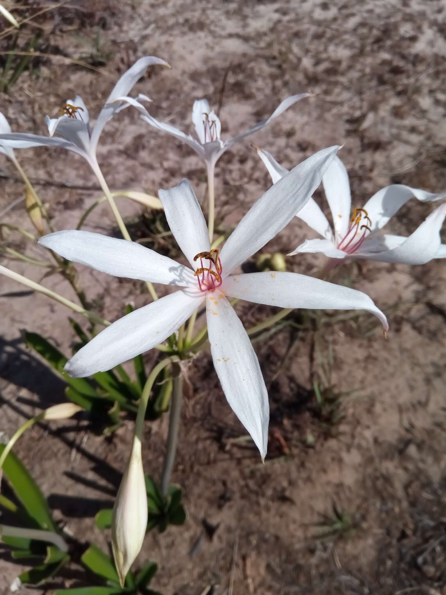 Image de Crinum mccoyi Lehmiller