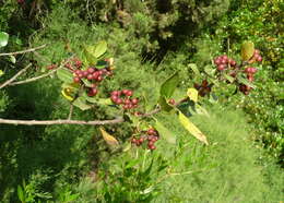 Image of Italian buckthorn