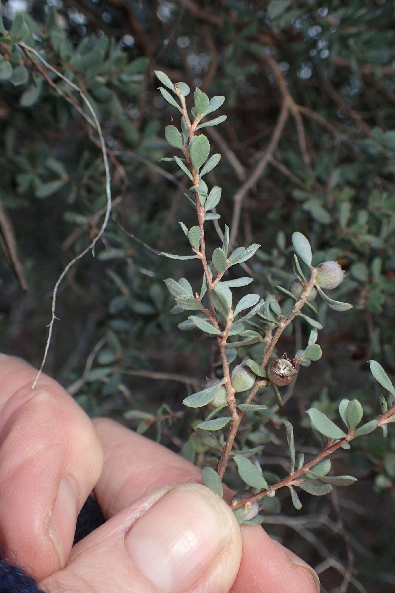 Sivun Leptospermum glaucescens S. Schauer kuva