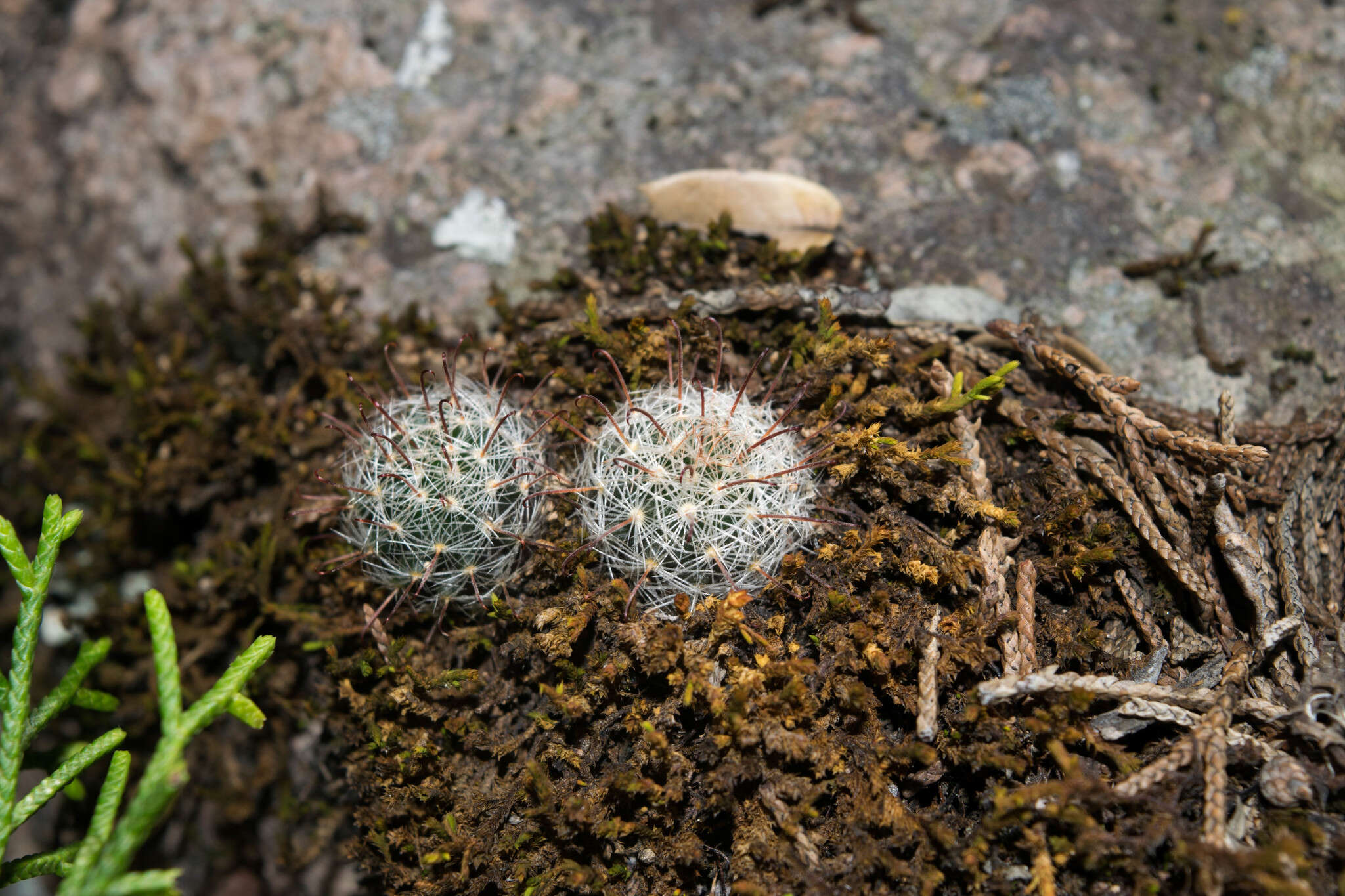 Mammillaria jaliscana subsp. jaliscana的圖片