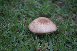 Sivun Agaricus subrufescens Peck 1894 kuva