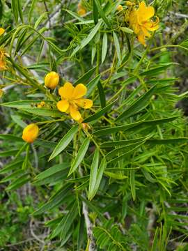 صورة Senna cumingii var. cumingii