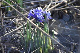 Plancia ëd Iris reticulata M. Bieb.