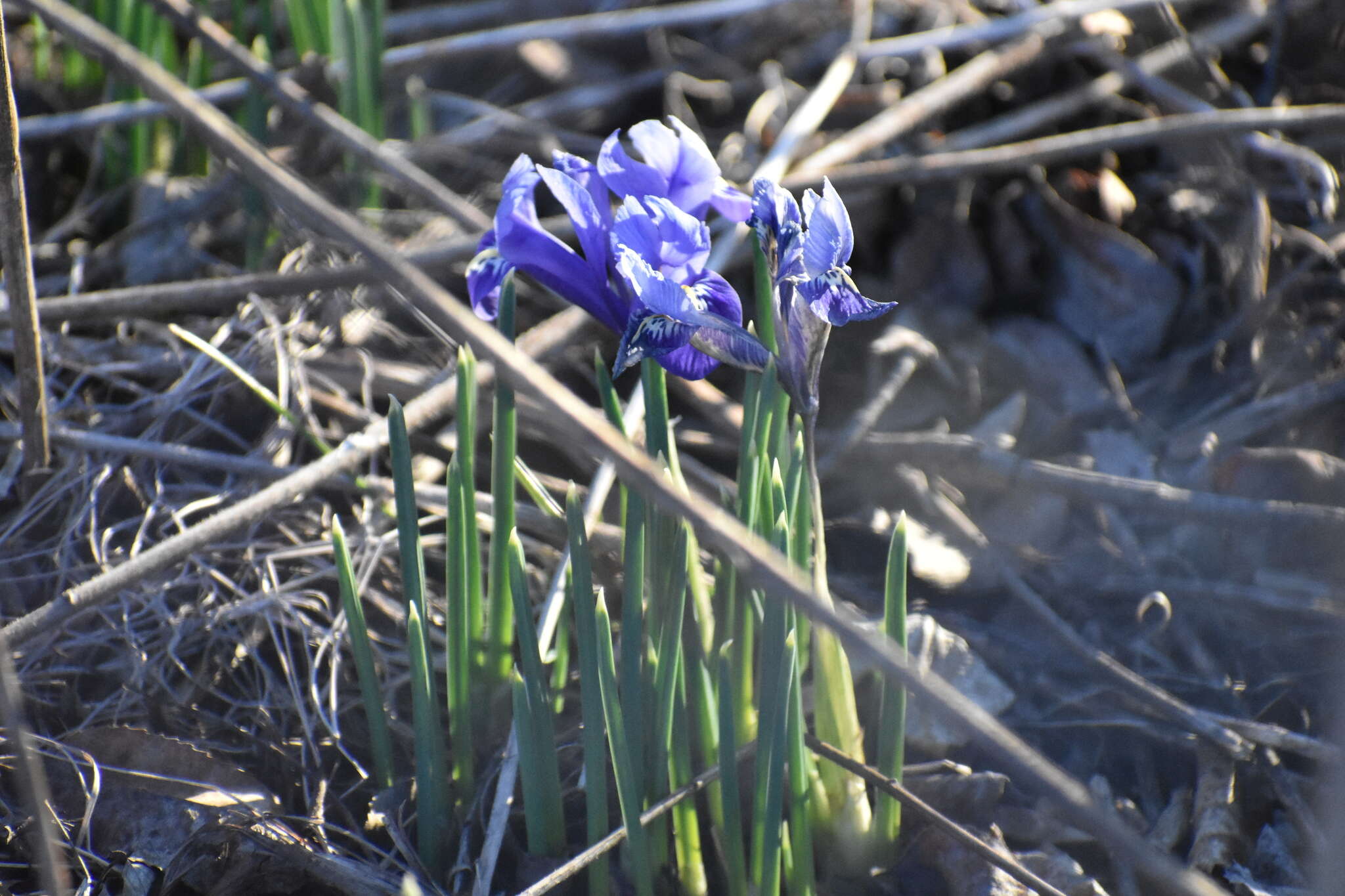 Plancia ëd Iris reticulata M. Bieb.