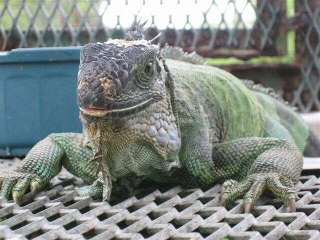 Image of Green iguana